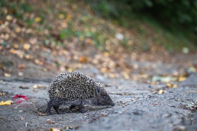 镜报：阿森纳曾接近签下穆阿尼，但因无法保证其出场时间而错过.